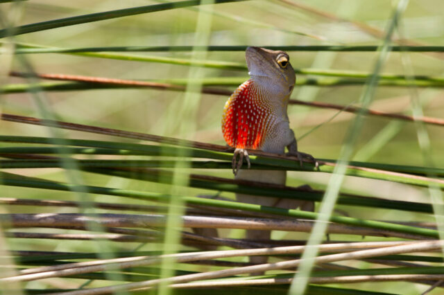 Brown anole (Bahamaanolis), Florida, USA