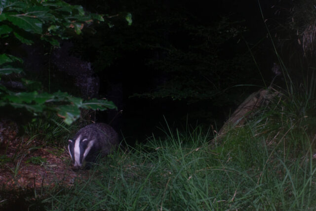 Eurasian Badger (Europäischer Dachs), camera trap, Jura, Switzerland