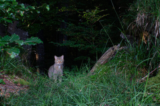 Phenotypic European Wildcat (Phänotypische Europäische Wildkatze), camera trap, Jura, Switzerland