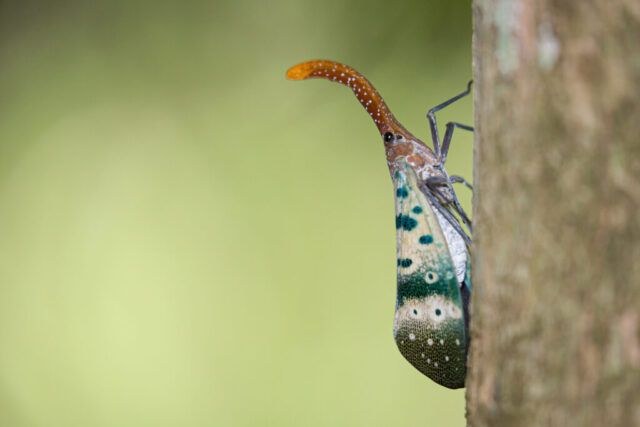 Lanternbeetle (Pyrops ducalis), Khao Yai National Park, Thailand