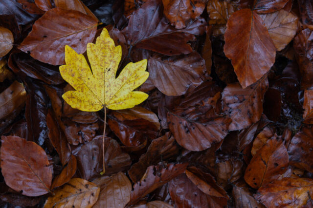 Autumn Leaves, Jura, Switzerland