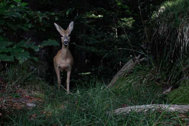 Roe deer (Reh), camera trap image, Jura, Switzerland