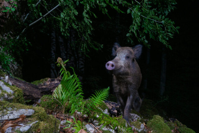 Wild boar (Wildschwein), camera trap image, Jura, Switzerland