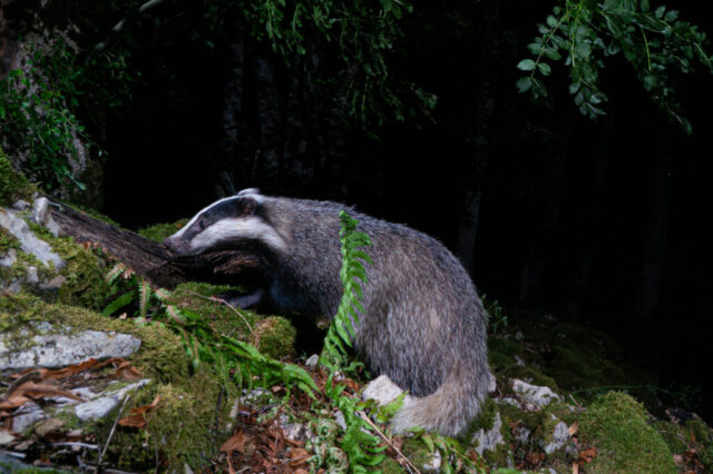 Eurasian Badger (Europäischer Dachs), camera trap, Jura, Switzerland