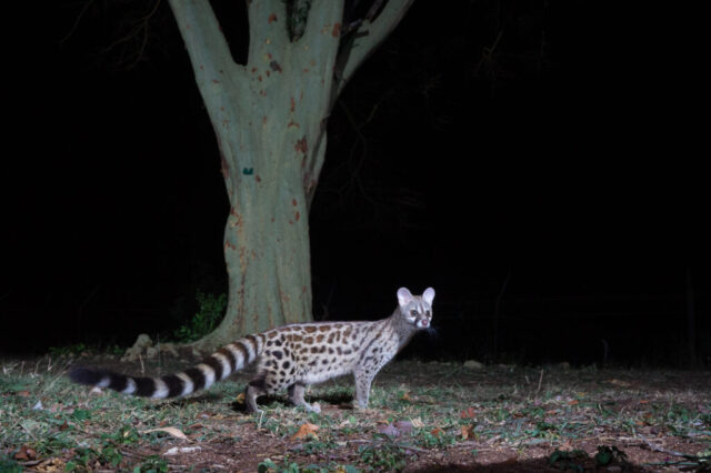 Large-spottet Genet (Südliche Grossfleck-Ginsterkatze), Camera Trap, Kruger National Park, South Africa