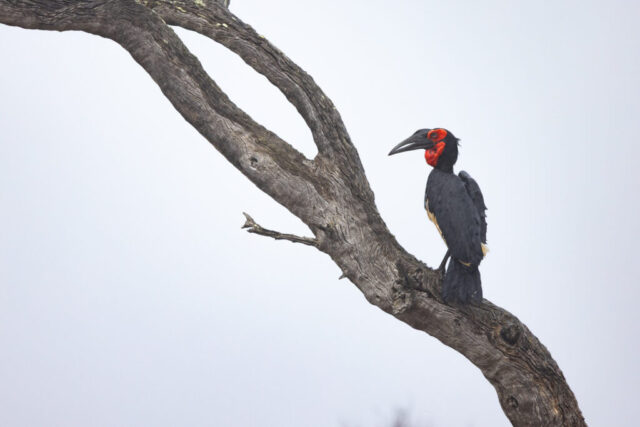 Southern Ground Hornbill (Rotgesicht-Hornrabe), Kruger National Park, South Africa