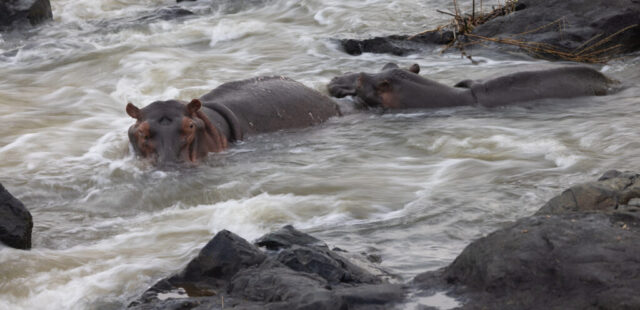 Hippopotamus (Nilpferd), Kruger National Park, South Africa