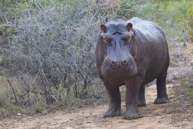 Hippopotamus (Nilpferd), Kruger National Park, South Africa