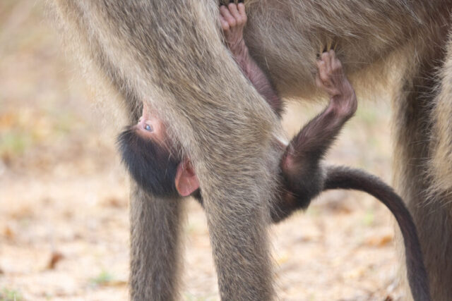 Chacma Baboon (Bärenpavian), Kruger National Park, South Africa