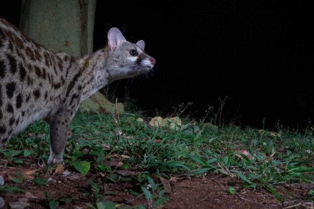 Large-spottet Genet (Südliche Grossfleck-Ginsterkatze), Camera Trap, Kruger National Park, South Africa