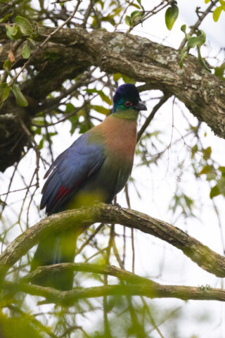 Purple-crested Turaco (Glanzhaubenturako), Kwazulu Natal, South Africa