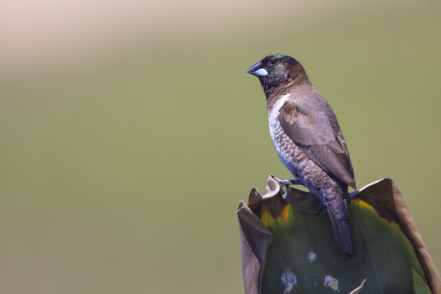 Bronze Mannekin (Kleinelsterchen), Kwazulu Natal, South Africa