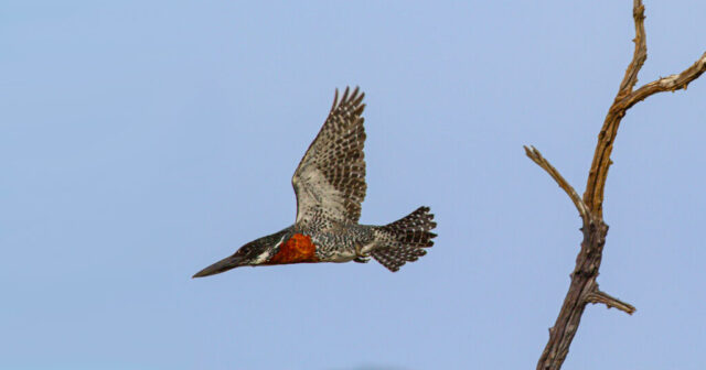 Giant Kingfisher (Riesenfischer), Pilanesberg National Park, South Africa