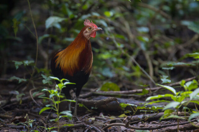 Red Junglefowl (Bankivahahn), Kaeng Krachan National Park, Thailand