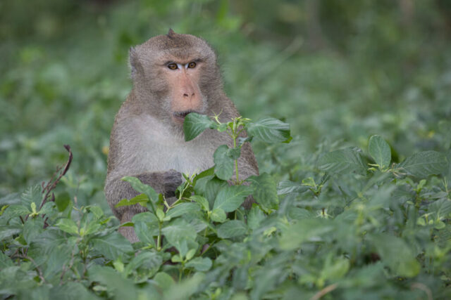 Northern Pig-tailed Macaque (Nördlicher Schweinsaffe), Khao Sam Roi Yot, Thailand
