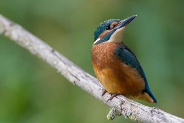 Common Kingfisher (Eisvogel), Flachsee, Switzerland
