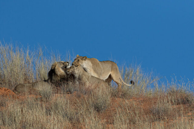African lion (Afrikanischer Löwe), Kgalagadi National Park, South Africa