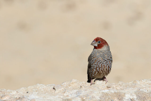 Red-headed finch (Rotkopfastrild), Kgalagadi National Park, South Africa