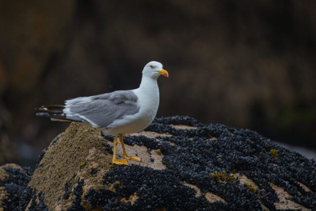 Yellow-legged gull (Mittelmeermöwe), Portugal
