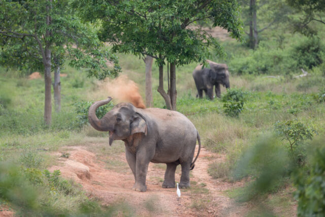 Asian elephant (Asiatischer Elefant), Kui Buri National Park, Thailand