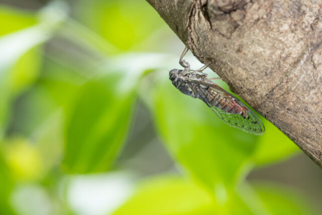 Cricket (Grille), Khao Sam Roi Yot National Park, Thailand