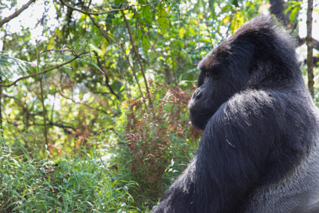 Mountain Gorilla (Berggorilla), Mgahinga Gorilla National Park, Uganda