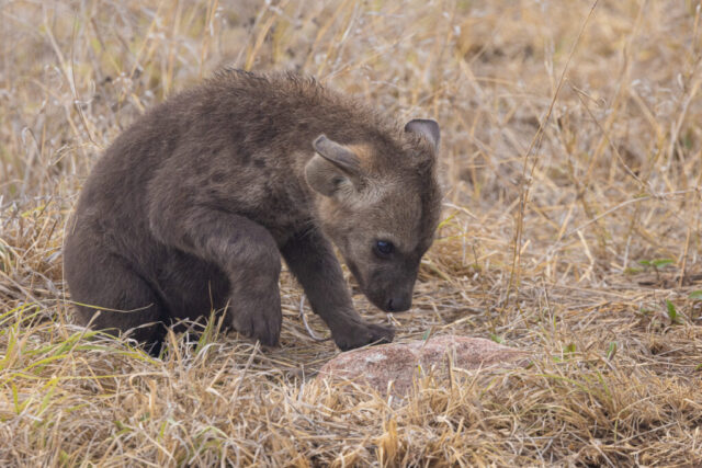 Spotted Hyena pup (Tüpfelhyäne Junges), Kruger National Park, South Africa