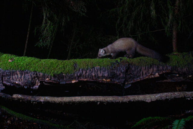 Pine marten (Baummarder), camera trap, Aargau, Switzerland