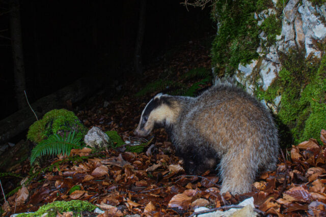 European Badger (Europäischer Dachs), camera trap, Jura, Switzerland