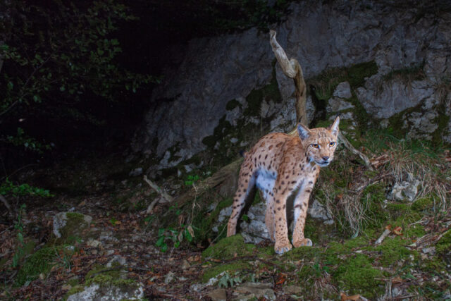 European Lynx (Europäischer Luchs), camera trap, Jura, Switzerland
