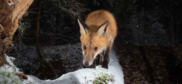 Red fox, camera trap, Switzerland