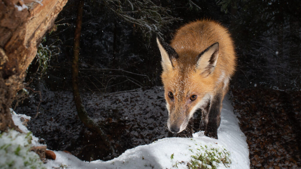 Red fox, camera trap, Switzerland