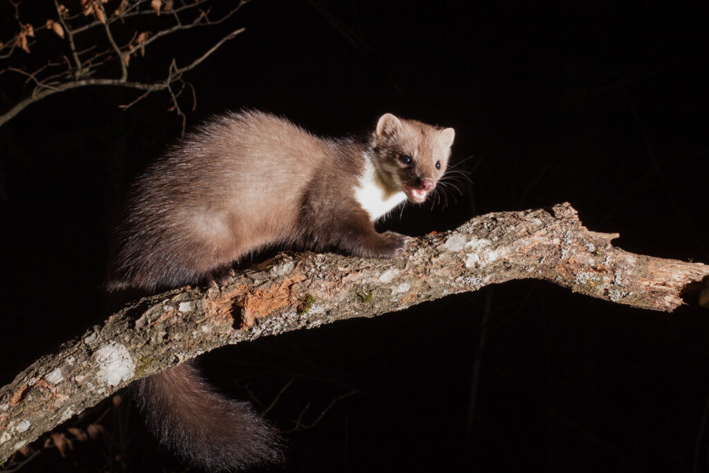 Pine Marten, camera trap, Switzerland
