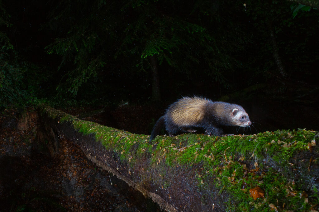 European Polecat, camera trap, Switzerland