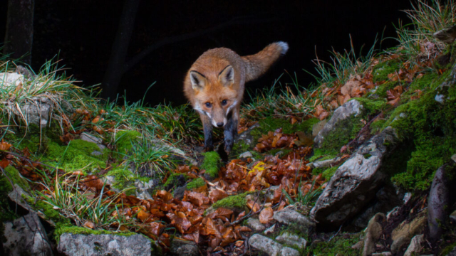 Red fox, camera trap, Switzerland