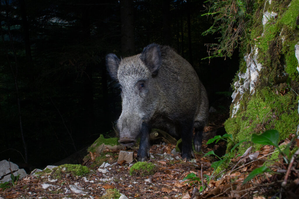 Wild boar, camera trap, Jura, Switzerland