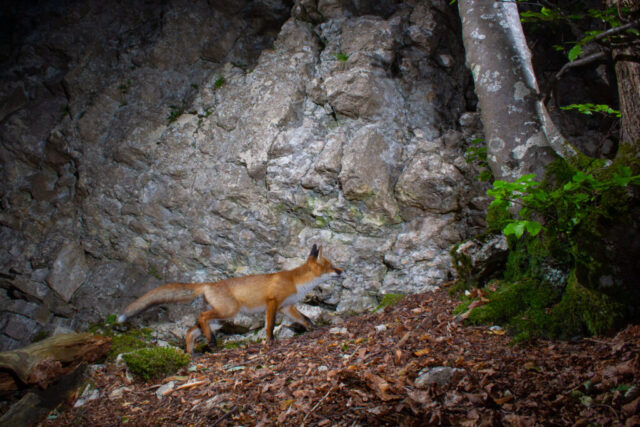 Red fox, camera trap, Jura, Switzerland