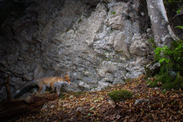 Red fox, camera trap, Jura, Switzerland