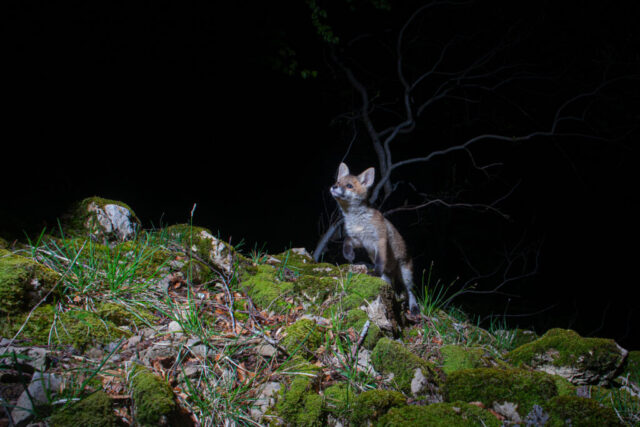 Juvenile Red fox (Rotfuchs), camera trap, Jura, Switzerland