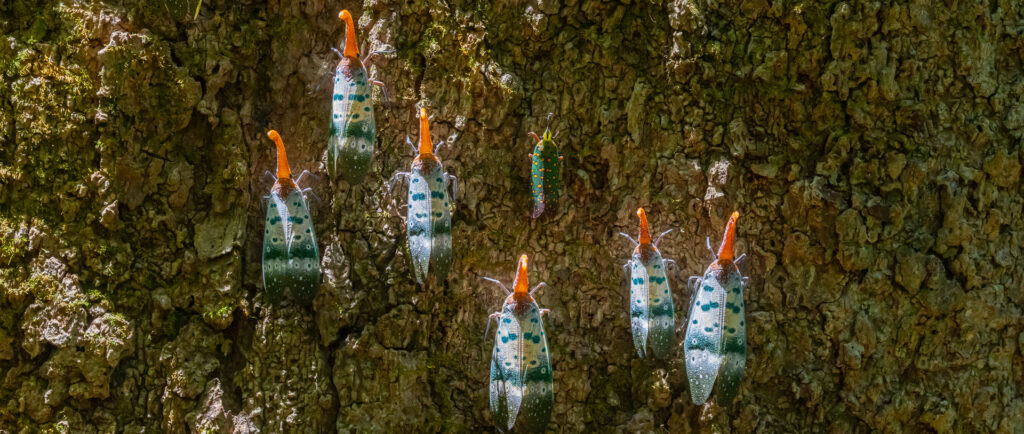 Lanternbeetle (Pyrops ducalis), Khao Yai National Park, Thailand