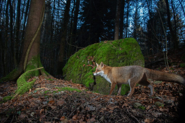 Red Fox (Rotfuchs), camera trap, Aargau, Switzerland