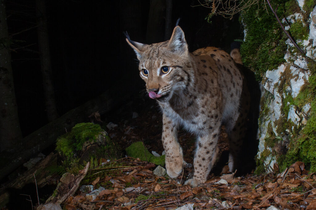 European Lynx (Europäischer Luchs), camera trap, Jura, Switzerland