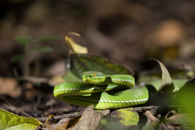 White-lipped pit viper (Bambusotter), Kaeng Krachean National Park, Thailand