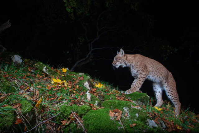 European Lynx (Europäischer Luchs), camera trap, Jura, Switzerland
