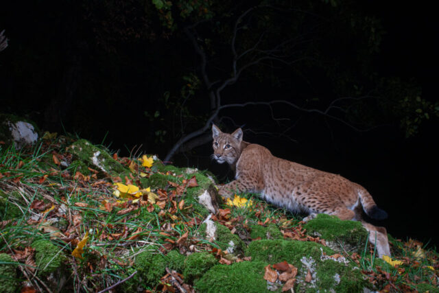 European Lynx (Europäischer Luchs), camera trap, Jura, Switzerland