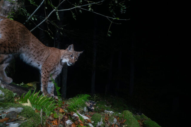European Lynx (Europäischer Luchs), camera trap, Jura, Switzerland