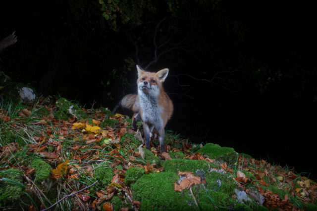 Red fox (Rotfuchs), camera trap, Jura, Switzerland