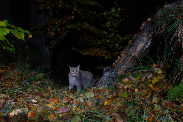 Phenotypic European Wildcat (Phänotypische Europäische Wildkatze), camera trap, Jura, Switzerland