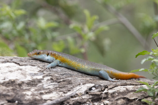 Rainbow Skink (Regenbogen-Skink), Kruger National Park, South Africa