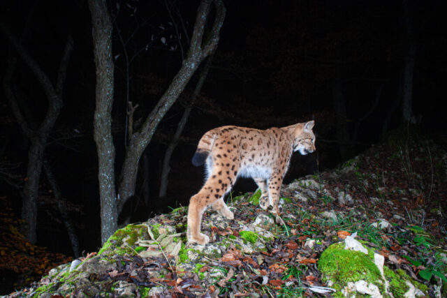 European Lynx (Europäischer Luchs), camera trap, Jura, Switzerland